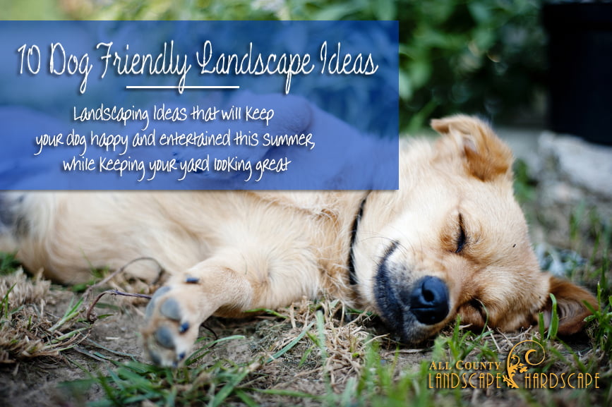 10 Dog Friendly Landscape Ideas All, Landscaping Ideas For Yards With Dogs