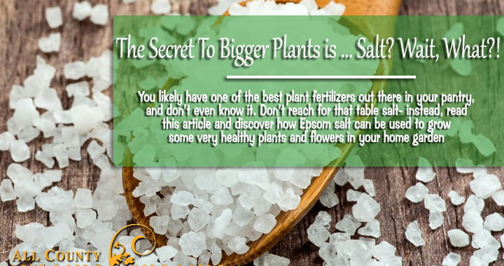 Epsom Salt Makes Bigger Plants