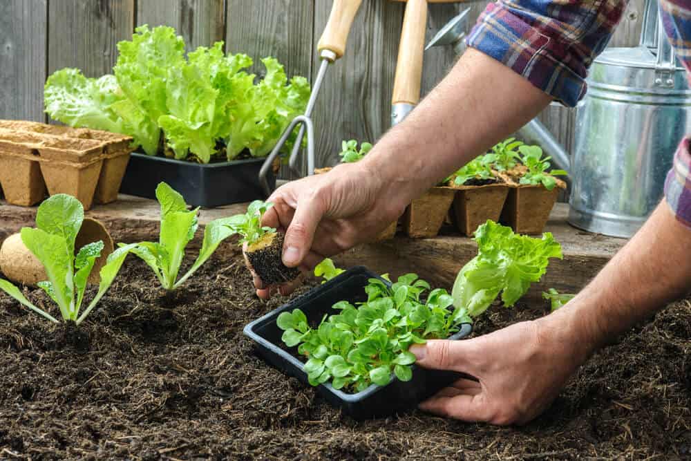 Simple Garden Maintenance Tips