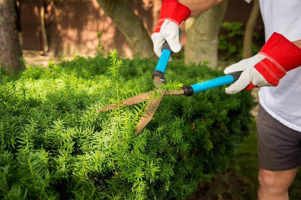 Front Yard Hedges for Design and Privacy - All County Landscape Hardscape