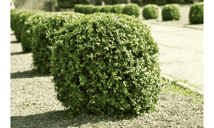 Low Maintenance Bushes For Your Front Yard - All County Landscape Hardscape
