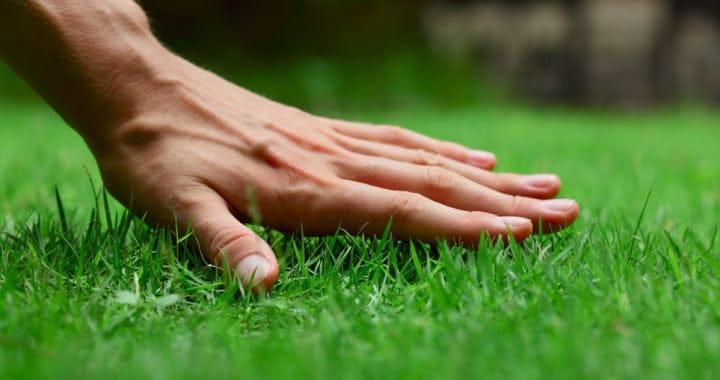 A Green Lawn in Los Angeles