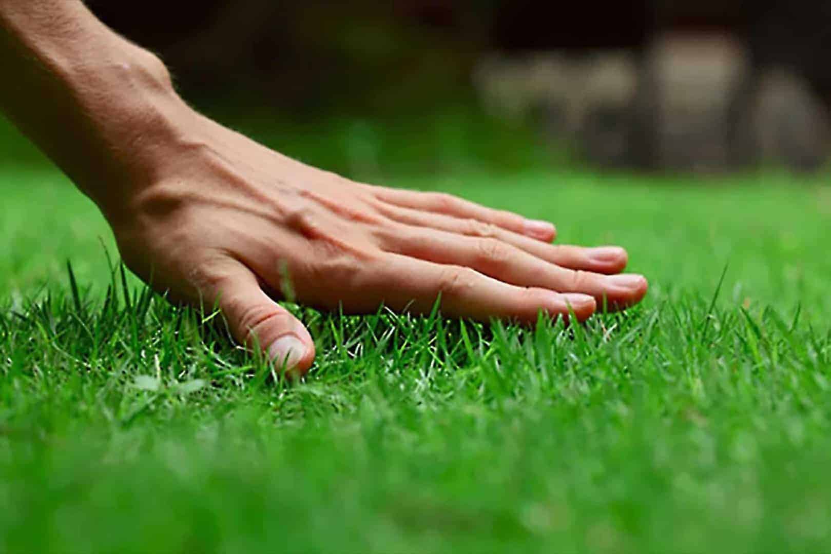 Close-up of a hand touching vibrant green grass, highlighting texture and contrast.