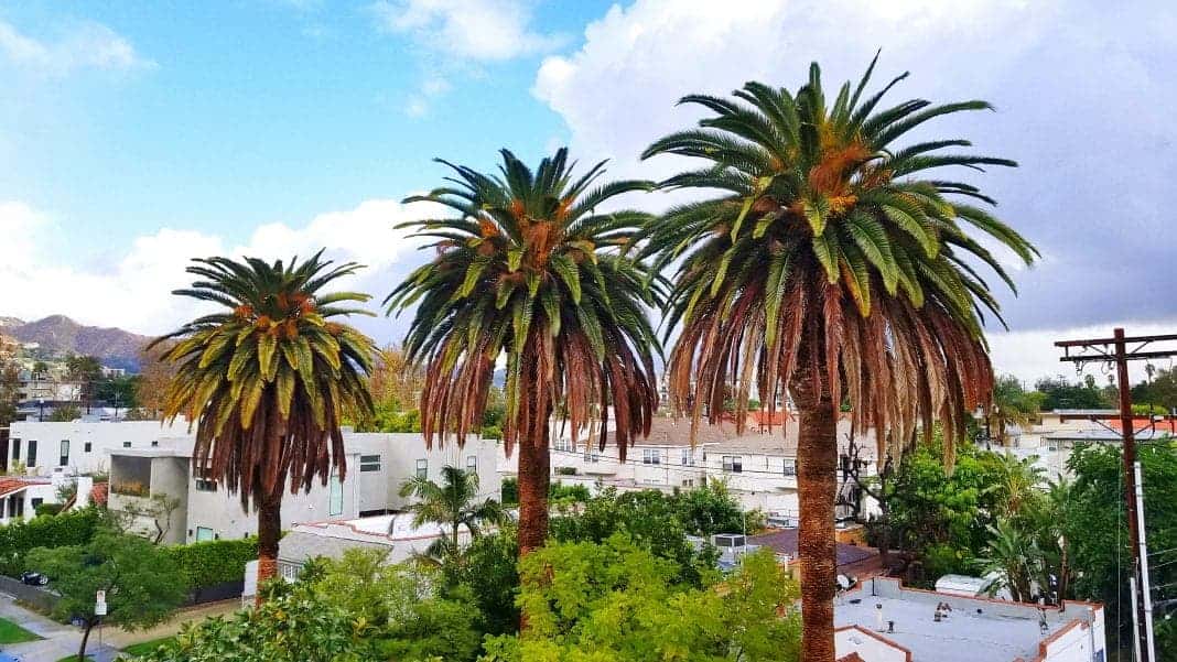 West Hollywood, CA 1 Tall palm trees in suburban neighborhood with white houses and greenery