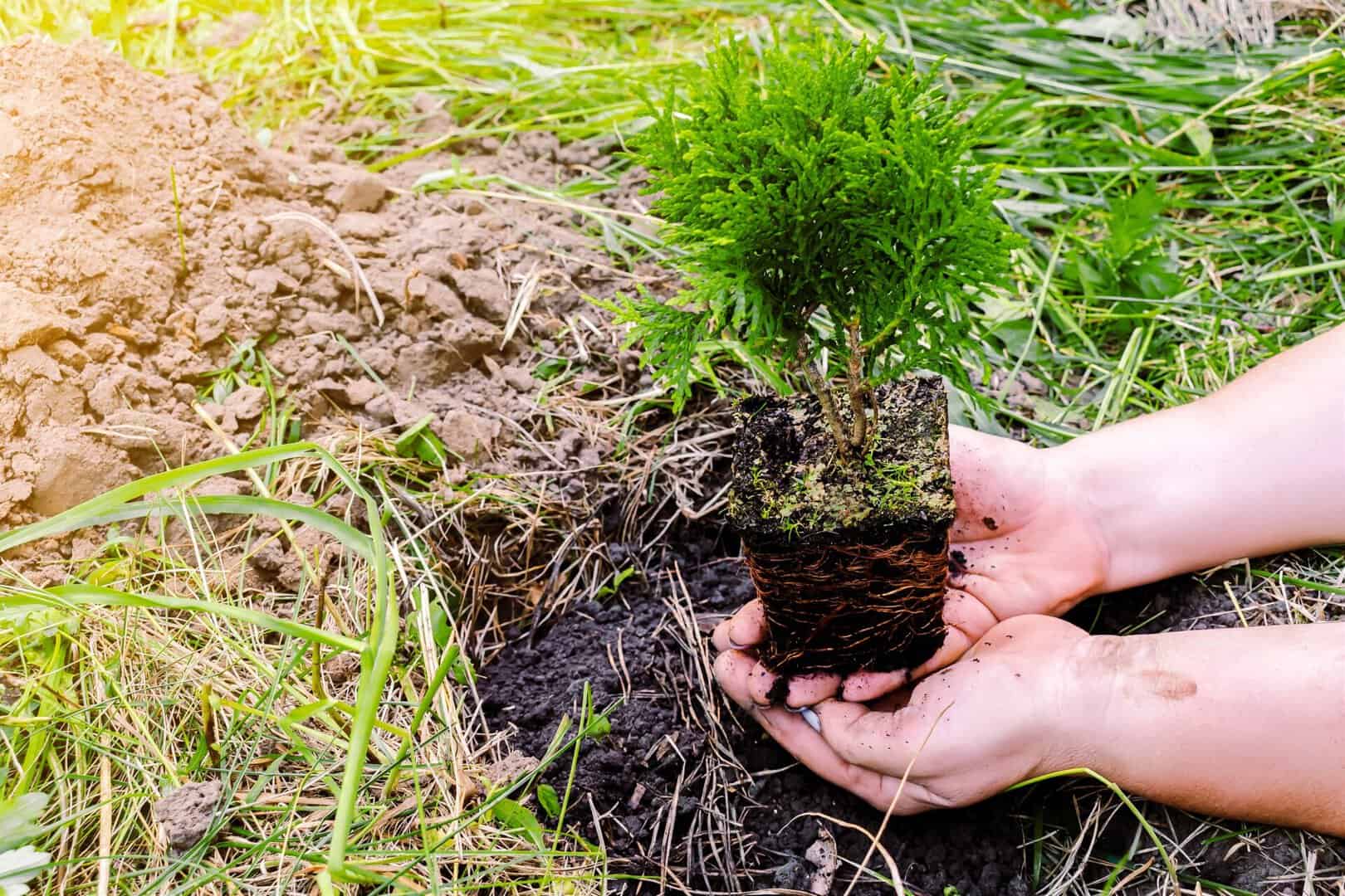 benefits of having trees in your yard